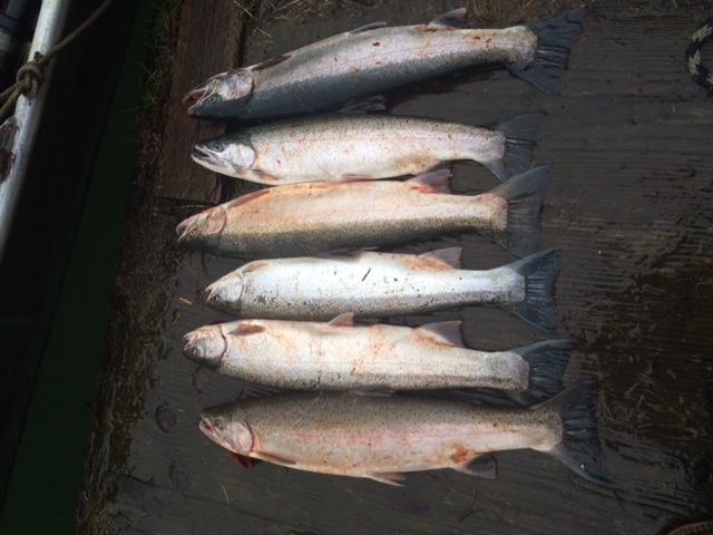 ArimaOwners.com - fish